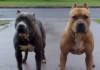 Durban woman mauled to death at a street corner by 3 pitbulls— Two dogs found, third vanished