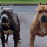 Durban woman mauled to death at a street corner by 3 pitbulls— Two dogs found, third vanished
