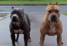 Durban woman mauled to death at a street corner by 3 pitbulls— Two dogs found, third vanished