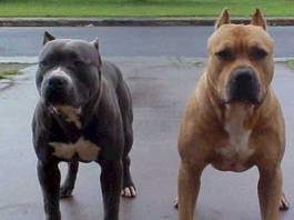 Durban woman mauled to death at a street corner by 3 pitbulls— Two dogs found, third vanished