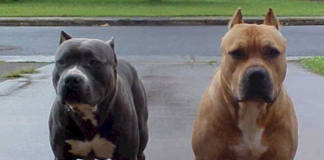 Durban woman mauled to death at a street corner by 3 pitbulls— Two dogs found, third vanished