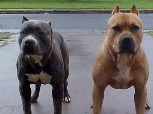 Durban woman mauled to death at a street corner by 3 pitbulls— Two dogs found, third vanished