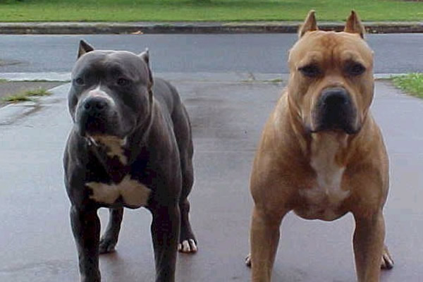 pitbulls