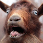 Limpopo Horror: 21-Year-Old Arrested After Allegedly Raping and Killing 12 Goats in Disturbing Animal Cruelty Case