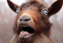 Limpopo Horror: 21-Year-Old Arrested After Allegedly Raping and Killing 12 Goats in Disturbing Animal Cruelty Case
