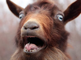 Limpopo Horror: 21-Year-Old Arrested After Allegedly Raping and Killing 12 Goats in Disturbing Animal Cruelty Case