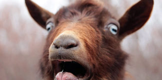 Limpopo Horror: 21-Year-Old Arrested After Allegedly Raping and Killing 12 Goats in Disturbing Animal Cruelty Case