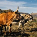 MEAT CRISIS LOOMS: KZN Declared Epicentre of Deadly Foot-and-Mouth Outbreak as Vaccine Stocks Run Dry!