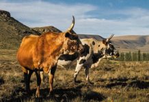 MEAT CRISIS LOOMS: KZN Declared Epicentre of Deadly Foot-and-Mouth Outbreak as Vaccine Stocks Run Dry!