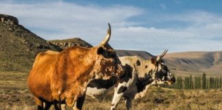 MEAT CRISIS LOOMS: KZN Declared Epicentre of Deadly Foot-and-Mouth Outbreak as Vaccine Stocks Run Dry!