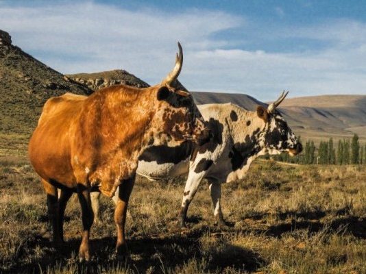 MEAT CRISIS LOOMS: KZN Declared Epicentre of Deadly Foot-and-Mouth Outbreak as Vaccine Stocks Run Dry!