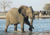 A Missing Man, A Dead Buffalo And A Terrifying Kruger Escape Gone Wrong – Suspected poacher killed by elephants in Kruger