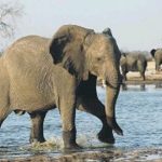 A Missing Man, A Dead Buffalo And A Terrifying Kruger Escape Gone Wrong – Suspected poacher killed by elephants in Kruger