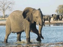 A Missing Man, A Dead Buffalo And A Terrifying Kruger Escape Gone Wrong – Suspected poacher killed by elephants in Kruger