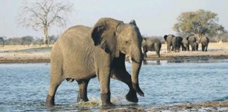 A Missing Man, A Dead Buffalo And A Terrifying Kruger Escape Gone Wrong – Suspected poacher killed by elephants in Kruger