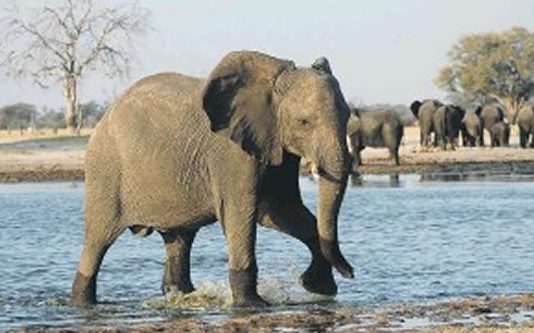 A Missing Man, A Dead Buffalo And A Terrifying Kruger Escape Gone Wrong – Suspected poacher killed by elephants in Kruger