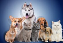 Protect Your Furry Friend: Introducing the EMF Defense Pet Pendant