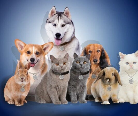 Protect Your Furry Friend: Introducing the EMF Defense Pet Pendant