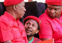 Disliked and rejected Mbuyiseni Ndlozi sings for his supper in EFF and fights in Malema's corner