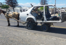 SPCA breathes fire as Cape Town residents take turns to abuse horses and donkeys (SEE PICS)