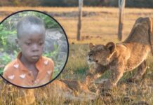 8-year-old boy's miraculous 5-day survival in Game Park that's full of lions and elephants