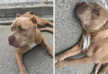 4-year-old Cape Town boy battles for life after brutal Pit Bull attack… residents now in hot soup with SPCA for killing the deadly dog