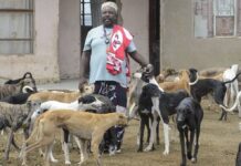 Doggy Style Royalty: Meet South African sangoma who sells his prized greyhounds for R75,000 each… My 100 dogs love KFC (watch video)