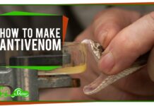 Millions of African people may start dying from next month as South Africa runs out of vital snake, scorpion and spider antivenom