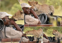 Leopard on the Bonnet: Game Ranger comes face to face with a leopard at Kruger National Park in full view of tourists (WATCH VIDEO)