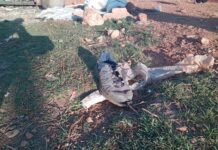 Man brutally killed like a dog, body and shack burnt to make sure he is really dead as punishment for stealing puppies