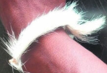 Isiphandla Controversy Grips PSL – Referee gives player "red card" for wearing an isiphandla