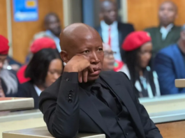 Malema confirms visits to Msibi farm but rejects claims of cash, whisky and cartel protection