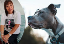 OUTRAGE as SPCA BURIES TRUTH about dog attacks after Cape Town woman was mauled to death by her Pit Bull dogs