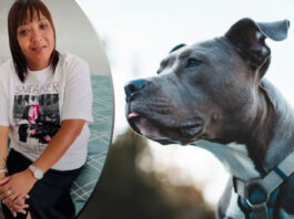 OUTRAGE as SPCA BURIES TRUTH about dog attacks after Cape Town woman was mauled to death by her Pit Bull dogs