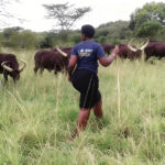 17,000 Farms Devastated as Foot-and-Mouth Disease Rages Out of Control in KZN!