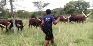 17,000 Farms Devastated as Foot-and-Mouth Disease Rages Out of Control in KZN!