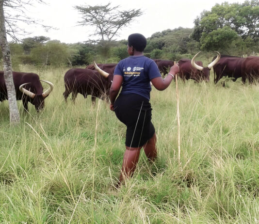 17,000 Farms Devastated as Foot-and-Mouth Disease Rages Out of Control in KZN!