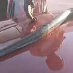 Khayelitsha man caught selling a live snake, video goes viral (WATCH)