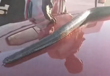 Khayelitsha man caught selling a live snake, video goes viral (WATCH)