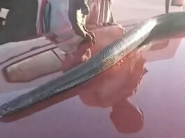 Khayelitsha man caught selling a live snake, video goes viral (WATCH)