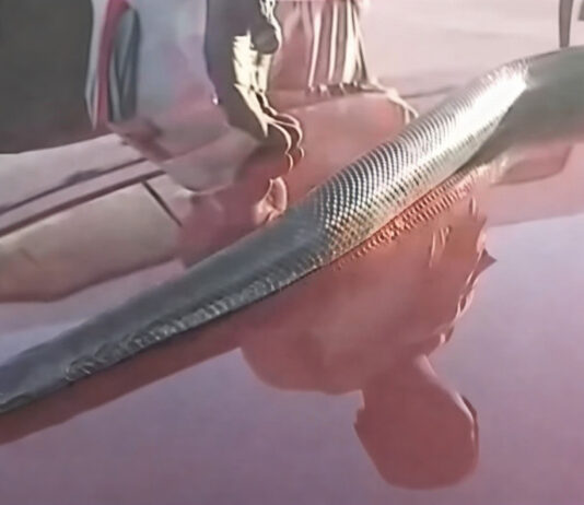 Khayelitsha man caught selling a live snake, video goes viral (WATCH)