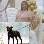 Cape Town Woman Mauled to Death by Her Own Pit Bulls