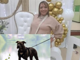 Cape Town Woman Mauled to Death by Her Own Pit Bulls