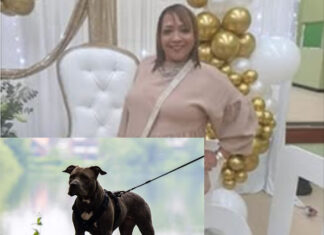 Cape Town Woman Mauled to Death by Her Own Pit Bulls