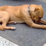 Justice for Funky: Hangberg Dog Allegedly Stabbed to Death While Tied Up