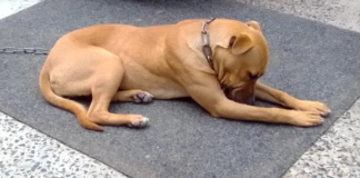 Justice for Funky: Hangberg Dog Allegedly Stabbed to Death While Tied Up