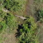 Human Remains Found Inside Crocodile After Gauteng Businessman Swept Away in Komati River