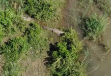 Human Remains Found Inside Crocodile After Gauteng Businessman Swept Away in Komati River
