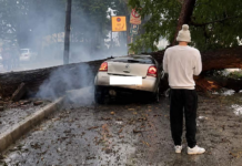 ‘She Was Sunshine’: Heartbreak as Knysna Social Worker is Killed by Falling Tree While Helping Others