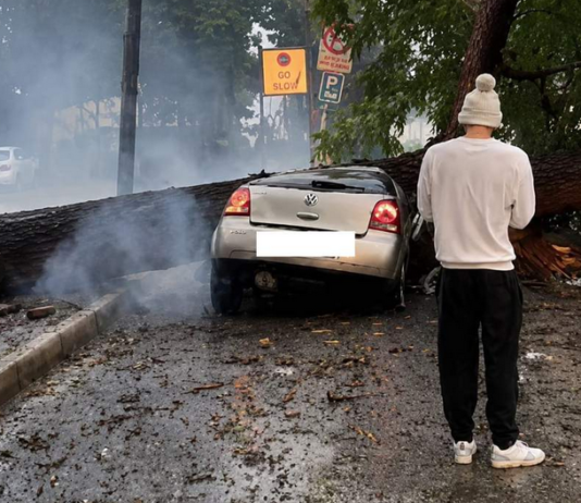 ‘She Was Sunshine’: Heartbreak as Knysna Social Worker is Killed by Falling Tree While Helping Others